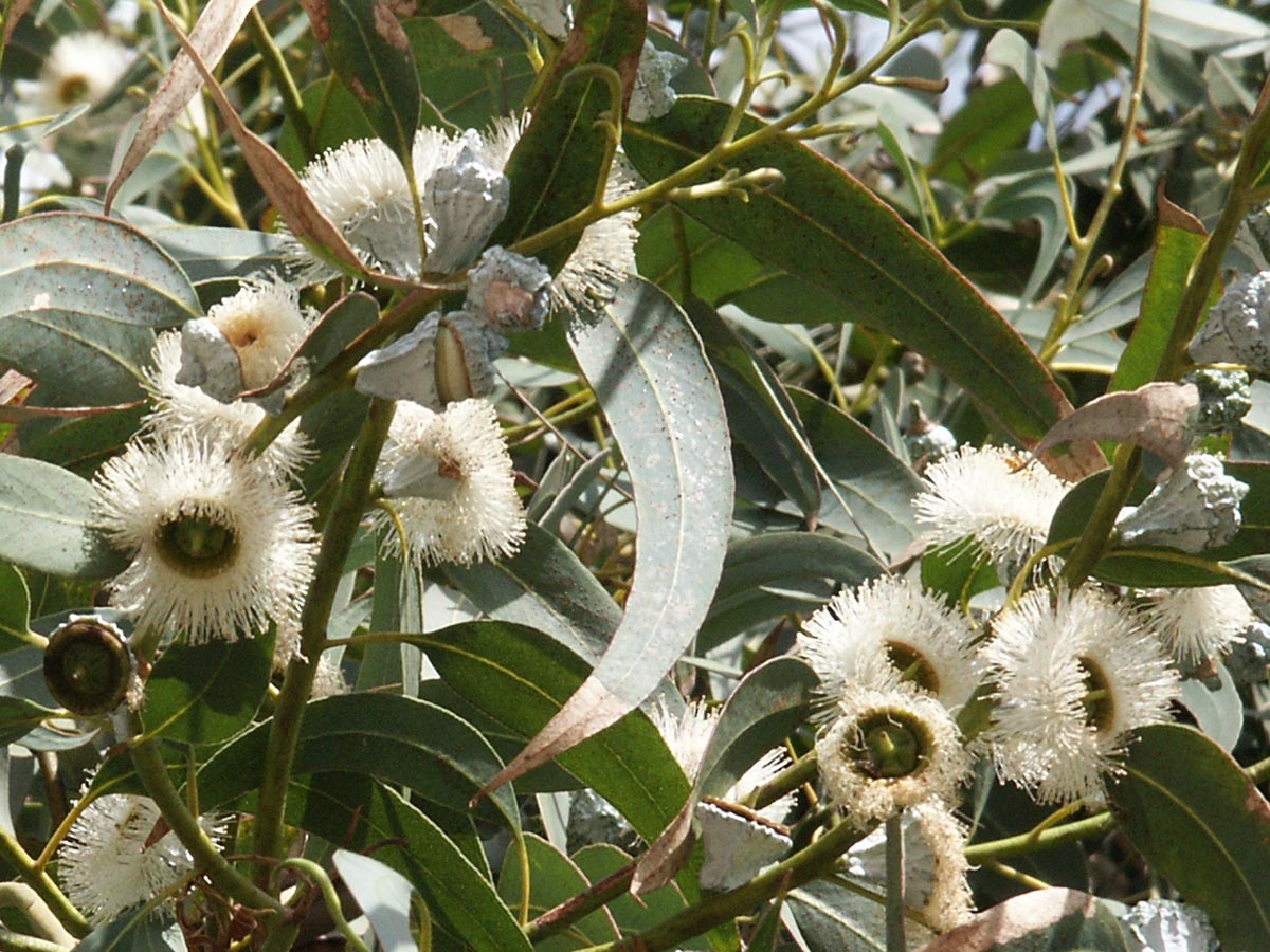 Blüten und Früchte